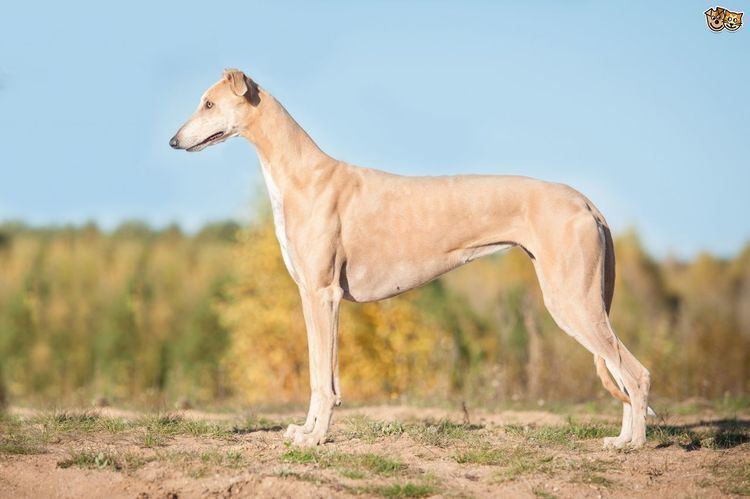 A cream colored Greyhound with white coloration in its belly standing along a field.