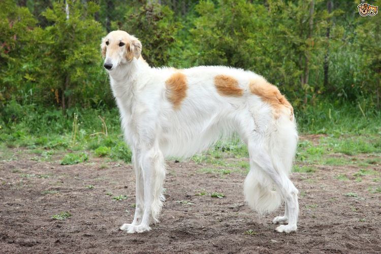 A Borzoi hound with thick white fur along with brown patches.