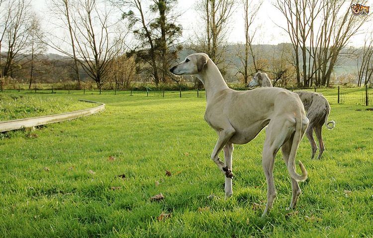 A pair of white colored Sloughis walking along the grass in a farmland.