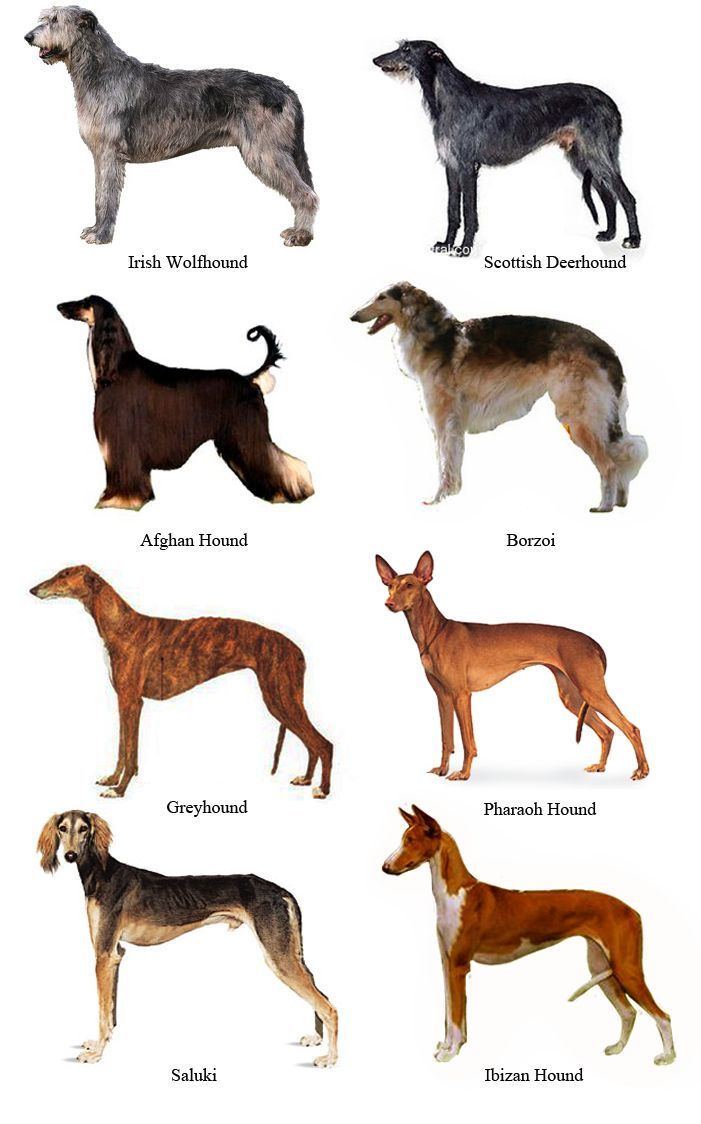 An illustration showing the different stocks of Sighthounds.