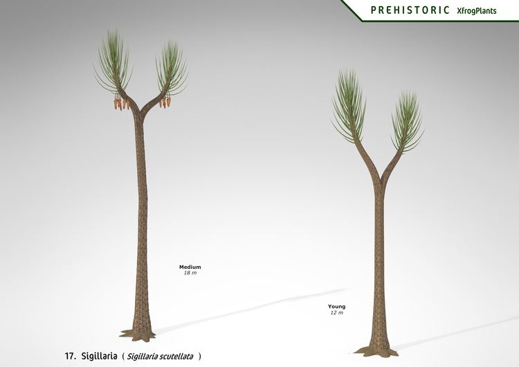 Sigillaria XfrogPlants Sigillaria Xfrogcom