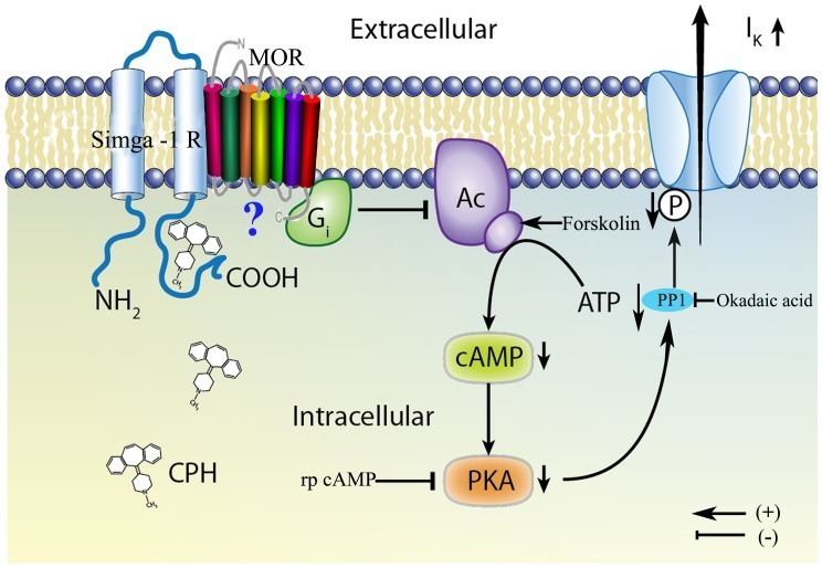 Sigma-1 receptor CPH interacts with the sigma1 receptor at an intracellular biding