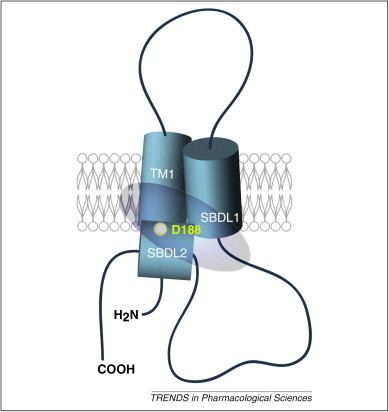 Sigma-1 receptor The sigma1 receptor chaperone as an interorganelle signaling modulator