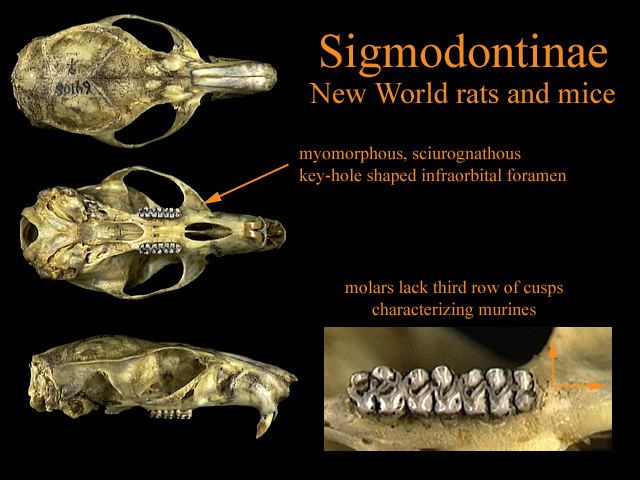 Sigmodontinae animaldiversityummzumicheducollectionscontrib
