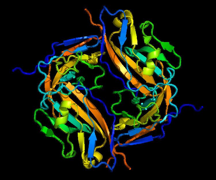 Signal-regulatory protein alpha