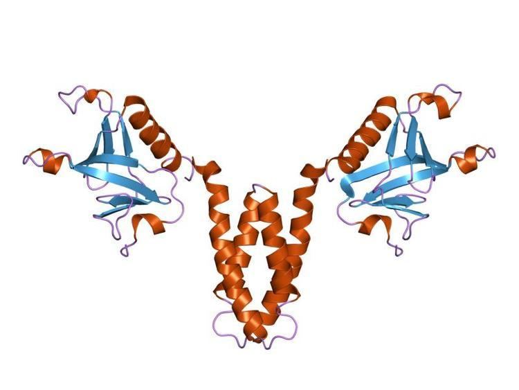 Signal transducing adaptor protein