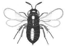 Signiphoridae Chalcidoidea