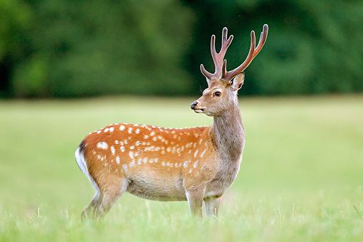 Sika deer Sika Deer Facts History Useful Information and Amazing Pictures
