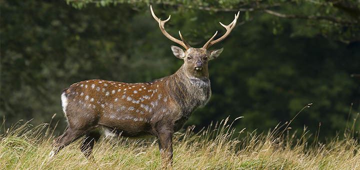 Sika deer Sika Hunting a spotted challenge