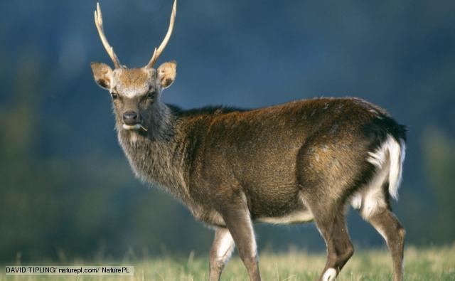 Sika deer BBC Nature Sika deer videos news and facts