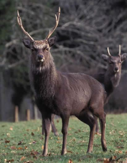 Sika deer 1000 images about Sika deer on Pinterest Deer Photo and Scotland