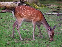 Sika deer httpsuploadwikimediaorgwikipediacommonsthu