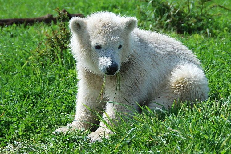 Siku (polar bear)