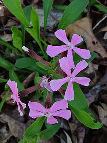 Silene caroliniana httpsuploadwikimediaorgwikipediacommonsthu