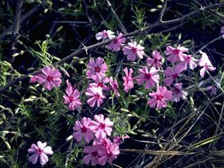 Silene caroliniana Silene caroliniana Sticky catchfly NPIN