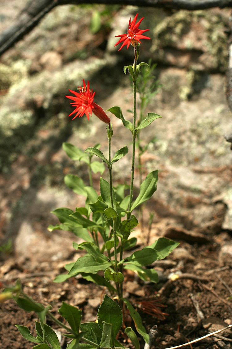 Silene laciniata Vascular Plants of the Gila Wilderness Silene laciniata var greggii