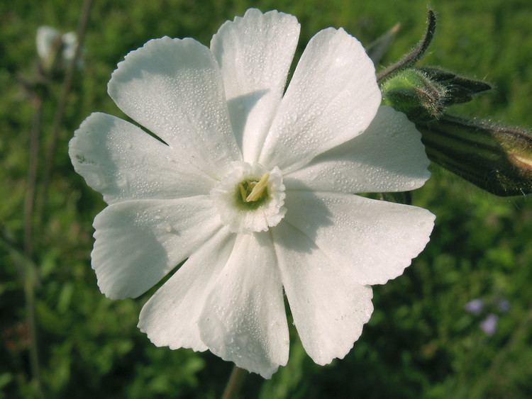 Silene latifolia Silene latifolia white campion Go Botany