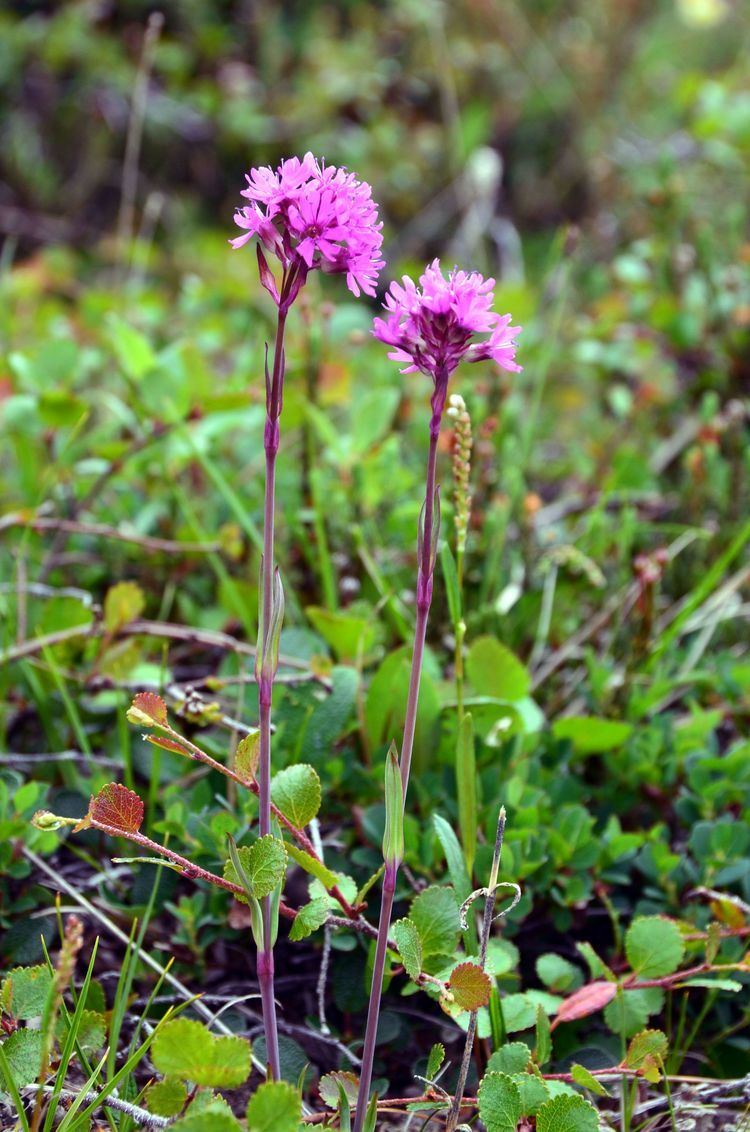 Silene suecica Classification Arctic Flora of Canada and Alaska