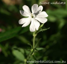 Silene undulata Silene undulata Xhosa Dream Herb seed Herbalistics