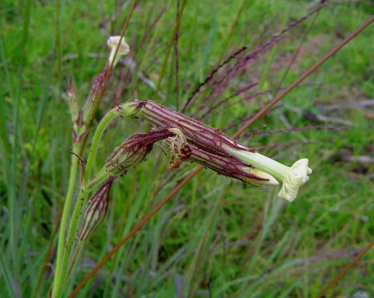 Silene undulata Flora of Zimbabwe Species information individual images Silene