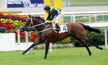 Silent Witness (horse) International Sprint Trial Photo Release Racing News Horse