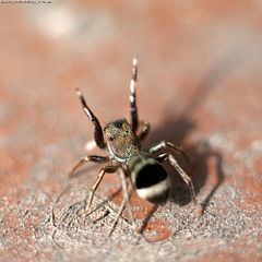 Siler (spider) httpsuploadwikimediaorgwikipediacommonsthu