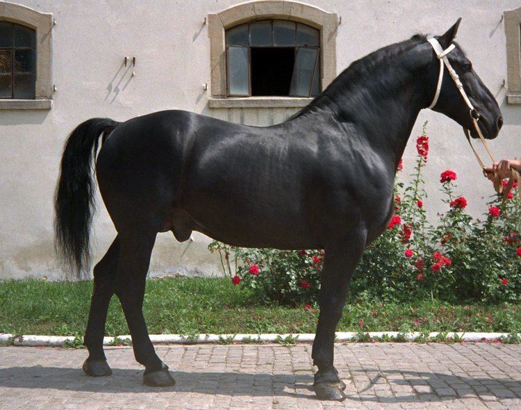 Silesian horse Research project Application of machine learning for estimation of