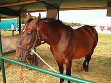Silesian horse httpsuploadwikimediaorgwikipediacommonsthu