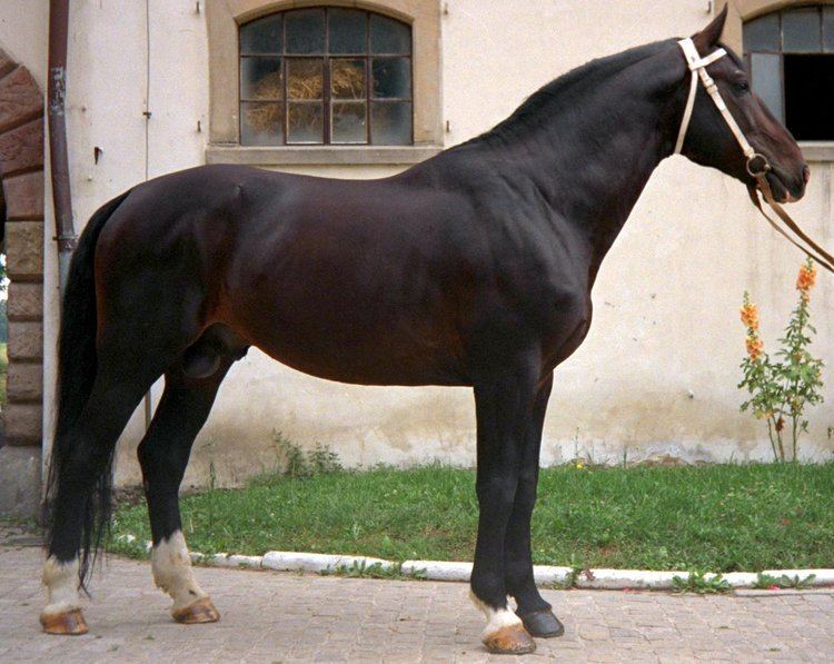 Silesian horse Silesian Horse Info Origin History Pictures Horse Breeds