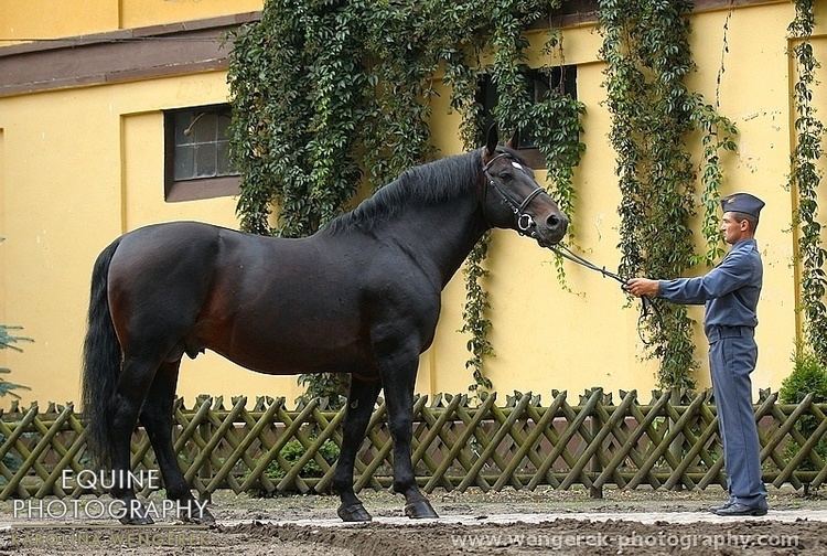 Silesian horse 1000 images about Silesian Horses on Pinterest Oldenburg