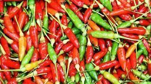 Siling labuyo Sili Siling Labuyo Hot Pepper Seeds from the Philippine Bureau of