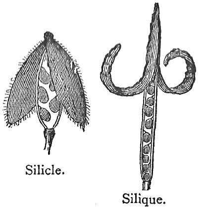 Silique FileChambers 1908 Silicle Siliquepng Wikimedia Commons