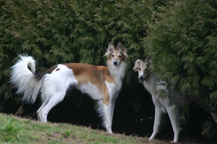 Silken Windhound Silken windhound Allagante Giorgio Armani