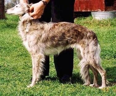 Silken Windhound Silken Windhound Dog Breed Information and Pictures