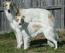 Silken Windhound httpsuploadwikimediaorgwikipediacommonsthu