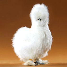 Silkie httpswwwmypetchickencomimagesproductimages
