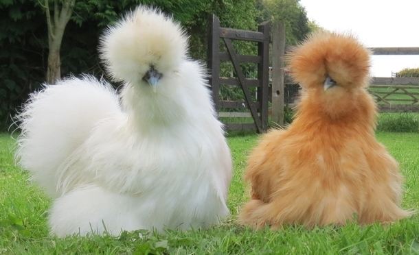 Silkie We Just Found Your New Dream Pet It39s A Chicken The Huffington Post