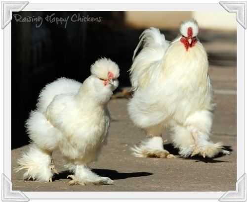 Silkie Silkie chickens why they39re the teddy bear of the poultry world