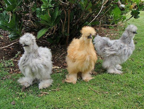 Silkie We Just Found Your New Dream Pet It39s A Chicken The Huffington Post