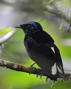 Silktail 1000 images about Fiji Birds on Pinterest Birds Sri lanka and Fiji