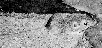Silky pocket mouse Silky Pocket Mouse Perognathus flavus