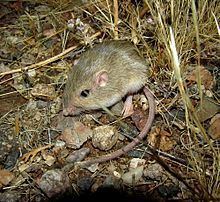 arizona pocket mouse