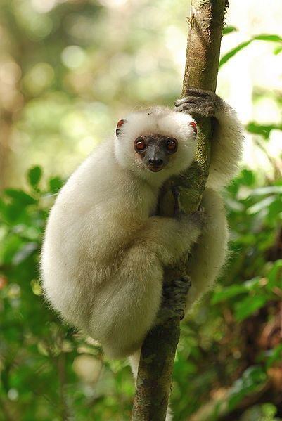 Silky sifaka Silky Sifakas The Endangered Lemurs of Madagascar