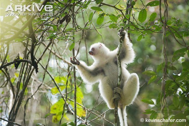 Silky sifaka Silky sifaka videos photos and facts Propithecus candidus ARKive