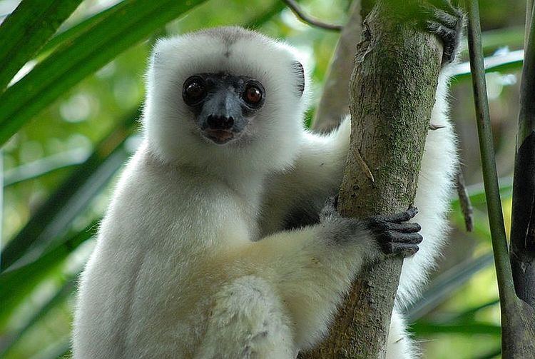 Silky sifaka Silky Sifakas The Endangered Lemurs of Madagascar