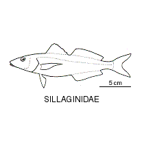 Sillaginidae fishesofaustralianetauimagesfamilysillaginida