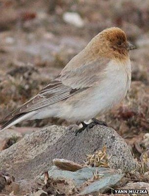 Sillem's mountain finch Tibetan mountain finch rediscovered after 80 years BBC News