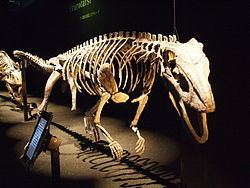 Sillosuchus httpsuploadwikimediaorgwikipediacommonsthu