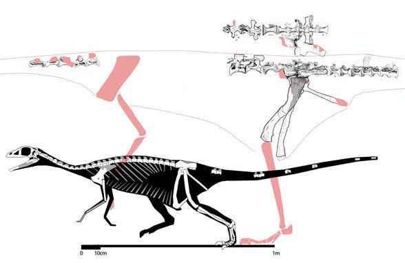 Sillosuchus Sillosuchus an odd big shuvosaurid poposaurid The Pterosaur
