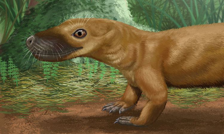Silphedosuchus